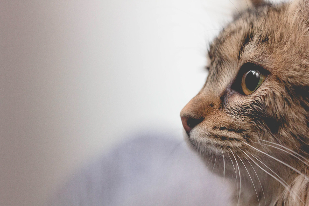 Waar moet je op letten CBD olie voor katten